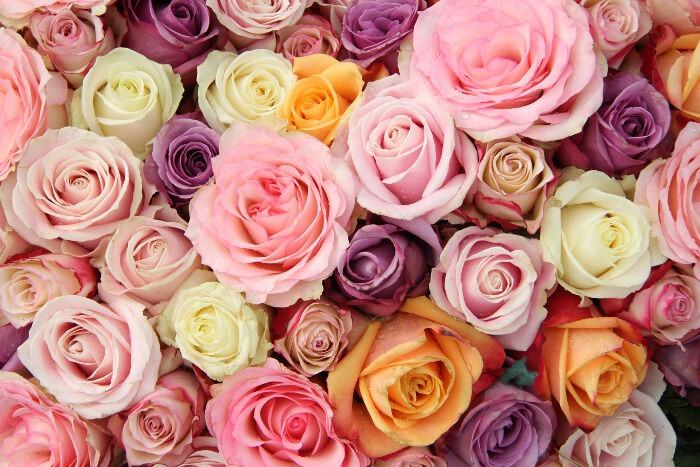 Ý nghĩa các màu sắc của hoa hồng - Cửa hàng hoa tươi May Flower