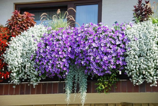 Nếu bạn đang muốn trồng hoa trên ban công nhà mình, hãy đến với chúng tôi để được tư vấn chọn lựa những loại hoa phù hợp nhất với không gian của bạn. Với sự trợ giúp của chúng tôi, ban công của bạn sẽ trở nên hoàn hảo hơn bao giờ hết.