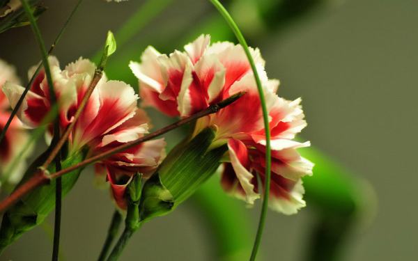 Bạn có muốn thưởng thức vẻ đẹp tuyệt vời của những loài hoa đẹp nhất? Hãy xem hình ảnh đầy màu sắc và hoàn hảo này ngay.