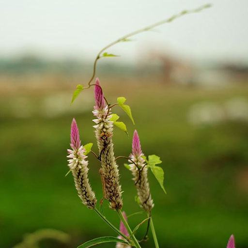 hoa trồng ban công