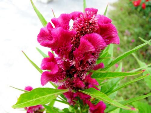 Những loại hoa treo trên ban công đẹp - Cửa hàng hoa tươi May Flower