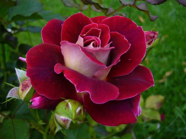 Sự tích hoa hồng - Cửa hàng hoa tươi May Flower