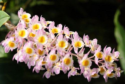 Tuyển tập 16 loài hoa đẹp nhất thế giới - Cửa hàng hoa tươi May Flower