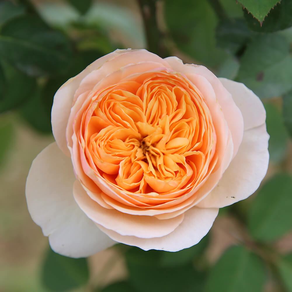 cach-bao-quan-juliet-roses