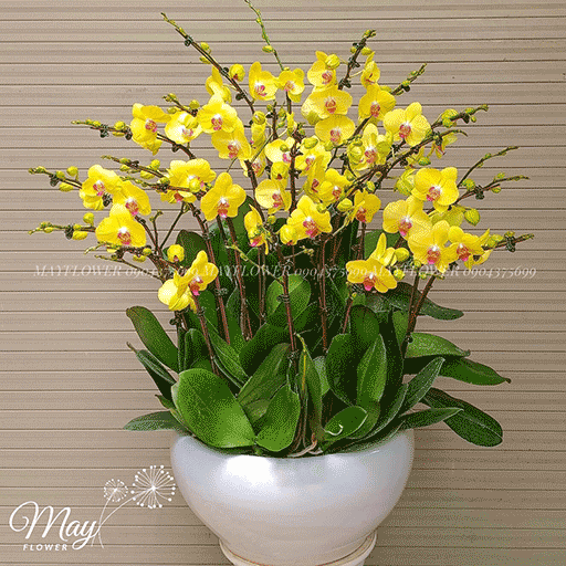 chau-18-cay-lan-ho-diep-vang-chanh