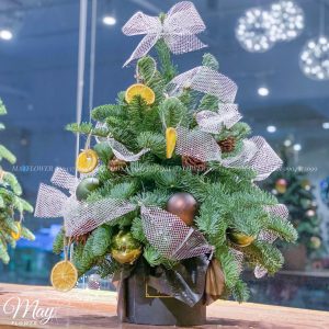 Thông tươi giáng sinh Thông tươi giáng sinh