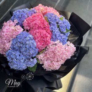 Cẩm tú cầu