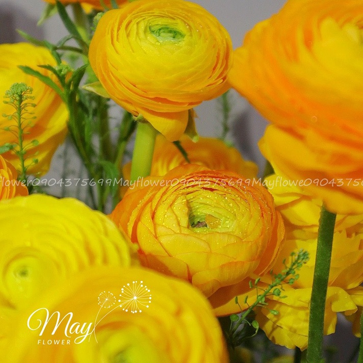 hop-mao-luong-vang-3