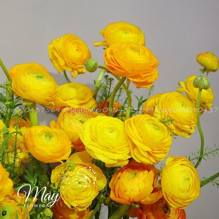 hop-mao-luong-vang-2