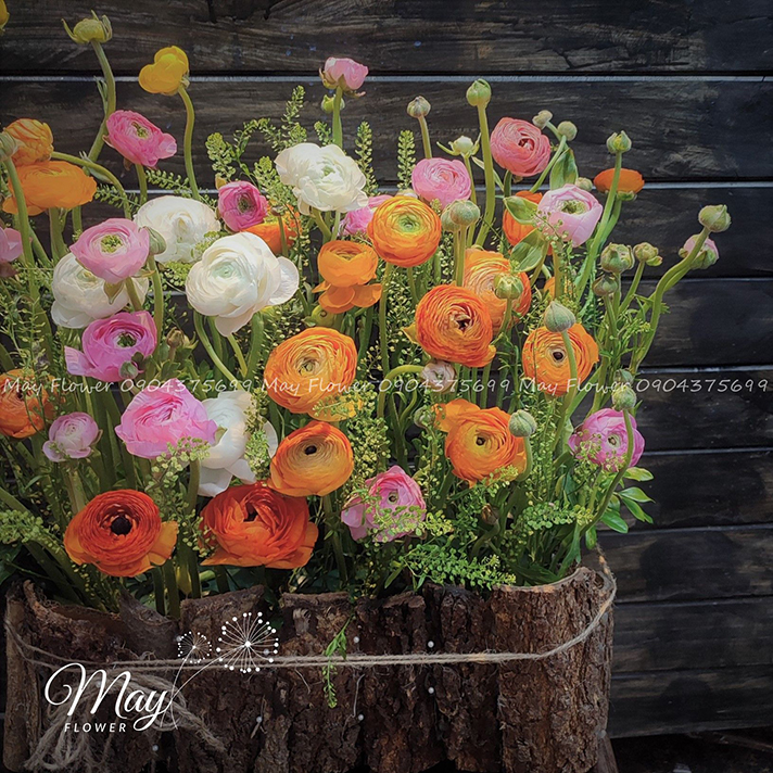 ruc-ro-vuon-mao-luong-2