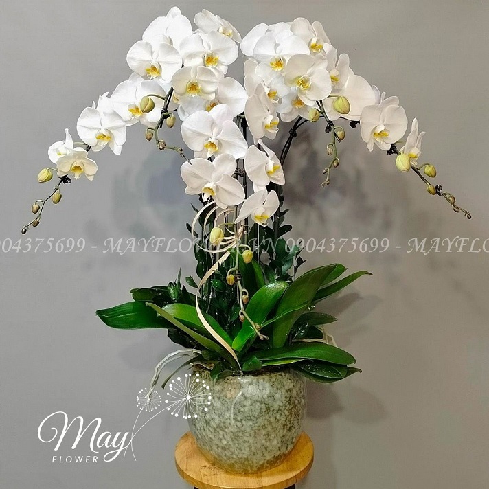 chau-5-bau-lan-ho-diep-trang-size-dai