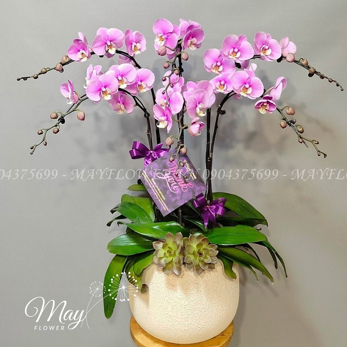 chau-6-bau-lan-ho-diep-hong-size-dai 