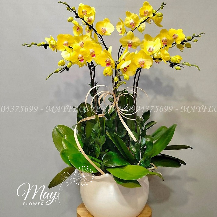 chau-7-cay-lan-ho-diep-vang-size-dai
