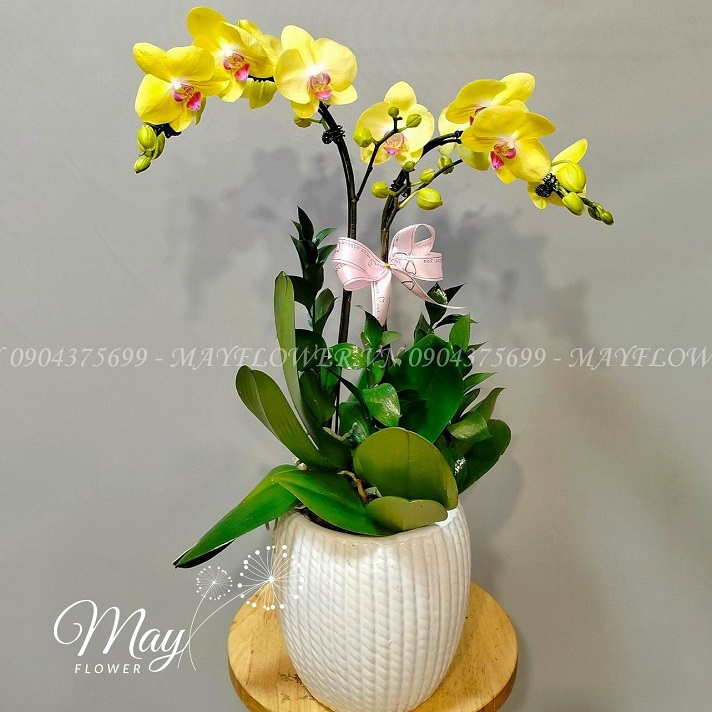 chau-1-bau-lan-ho-diep-vang-mini