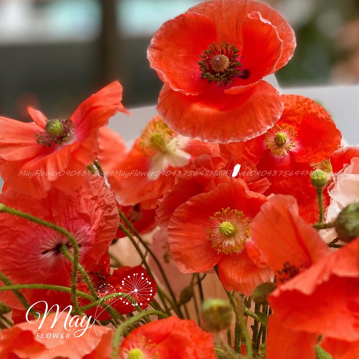 thu-mau-don-mau-nang-2