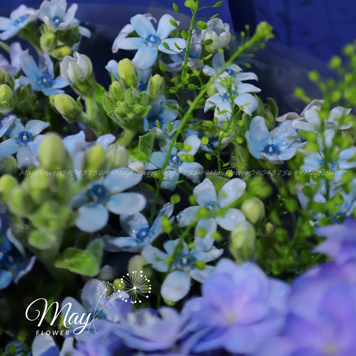 sac-xanh-cam-tu-cau-2