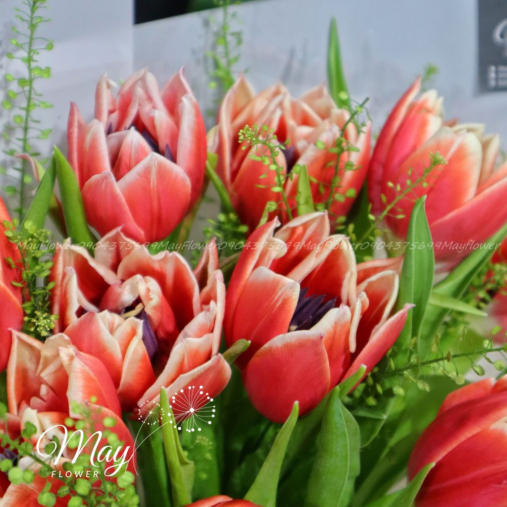 tulip-double-concorde-3