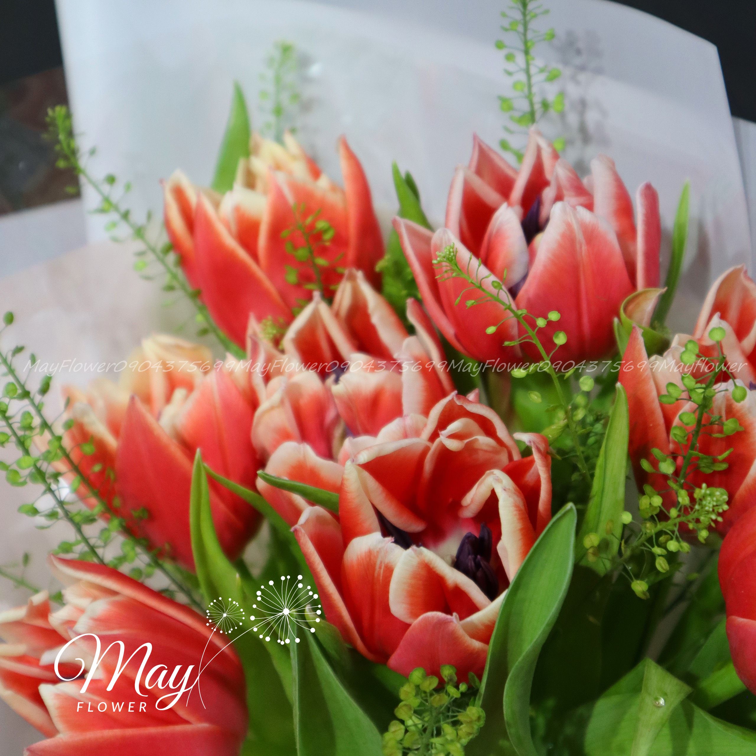 tulip-double-concorde-2