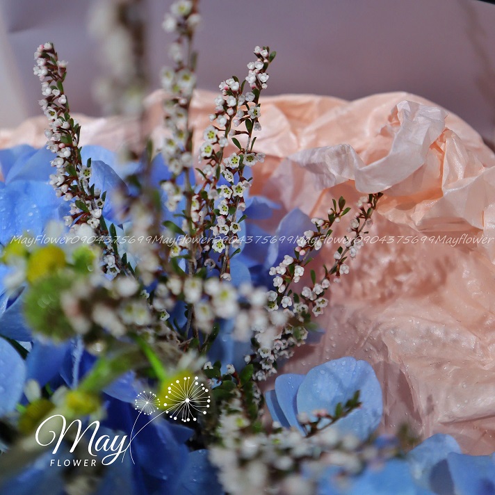 sang-tao-va-moi-la-2