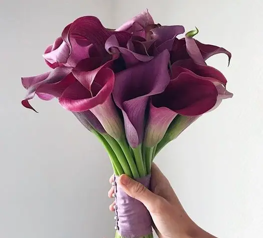 calla tim