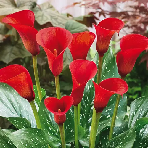 calla do