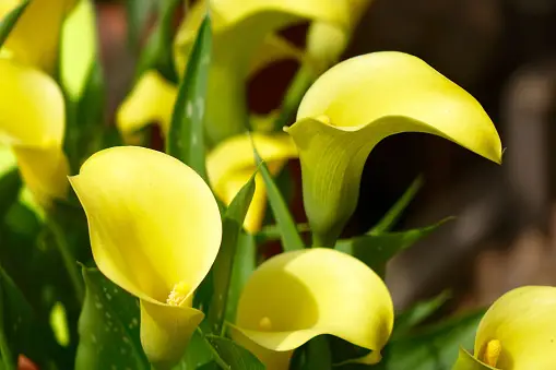 calla vang