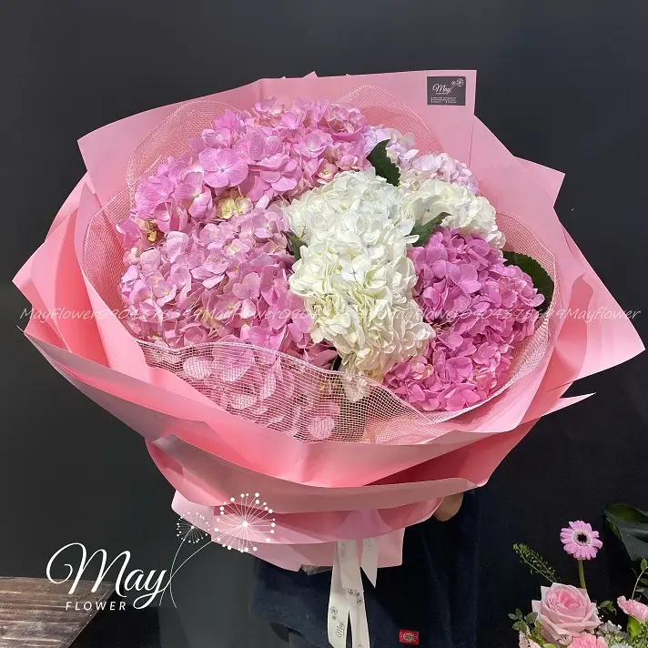 sac- cẩm-long-lay
