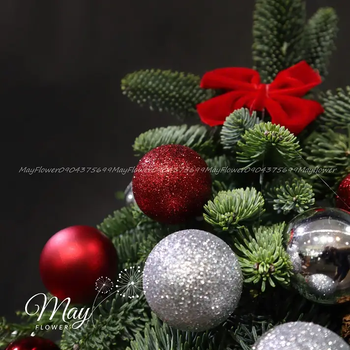 thong-nobilis-ruc-ro-1