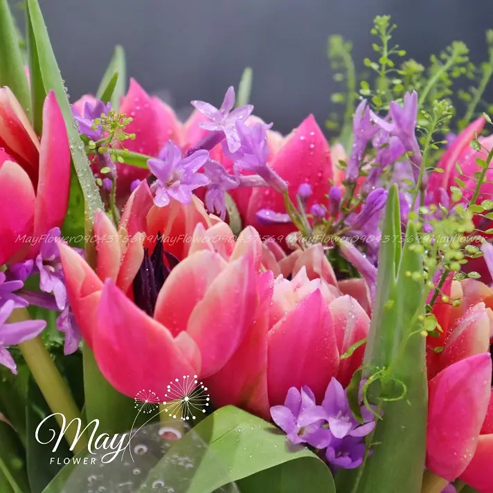 tulip-ruc-ro-1