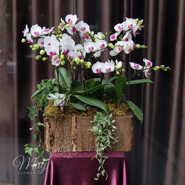 mua-xuan-tuoi-moi-1