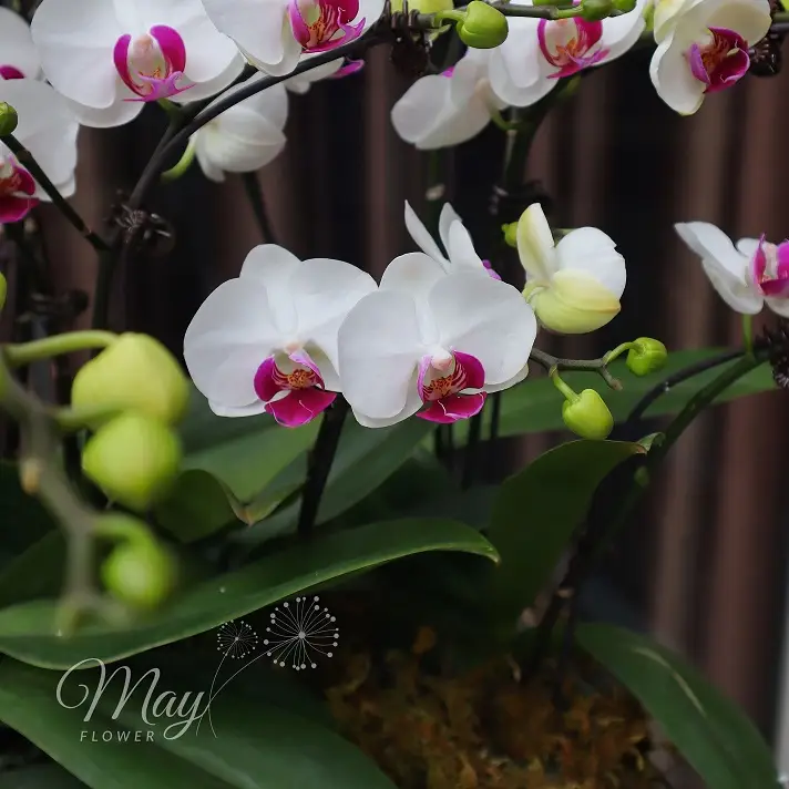 mua-xuan-tuoi-moi-3