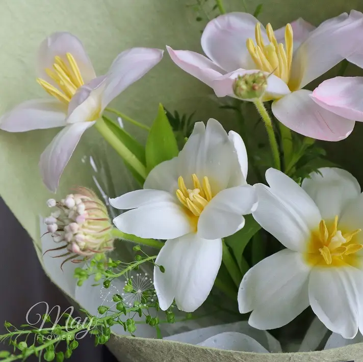 tulip-khoe-sac-moi-1