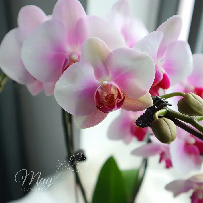 dang-ngoc-1