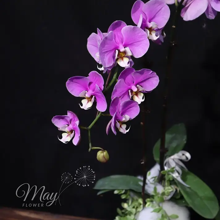 duyen-dang-sac-xuan-2
