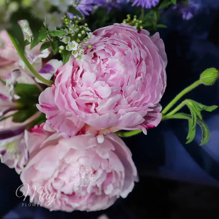 cau-chuyen-cua-hoa-2