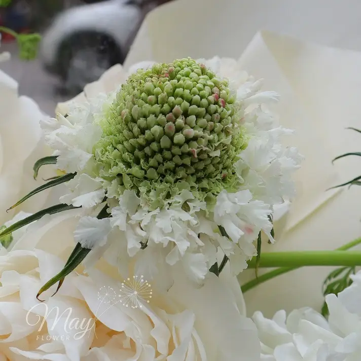 mong-mo-trong-nang-1