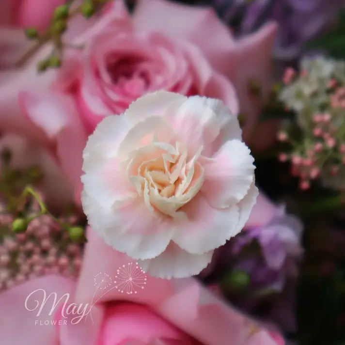 giac-mo-dau-mua-ha-2