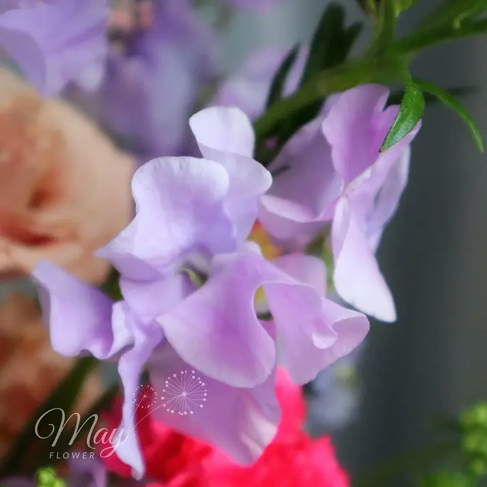 moc-nhien-khoe-sac-3