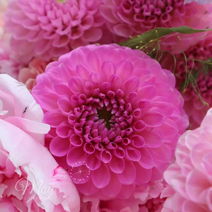 huong-sac-yeu-thuong-3