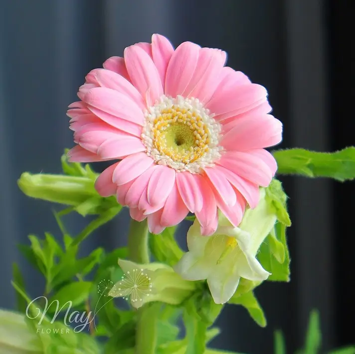 anh-nhin-nhe-nhang-3