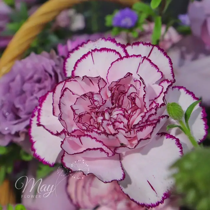 thanh-xuan-quy-phai-2