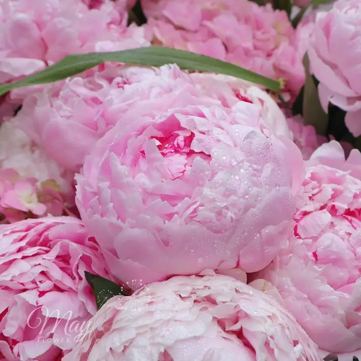 peony-diem-le-3