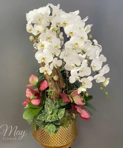 ngoc-lan-tinh-khoi