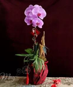 an-nhien-khai-phuc-1