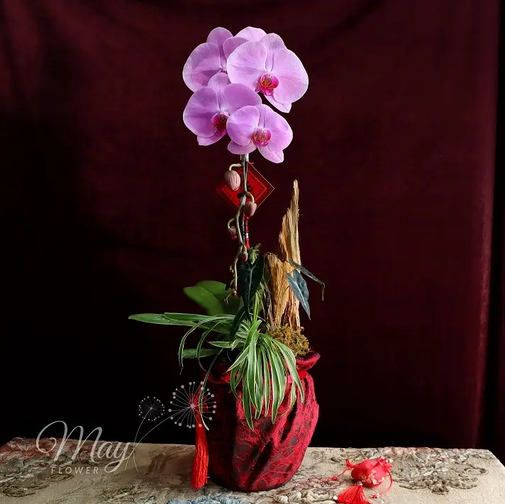 an-nhien-khai-phuc-1