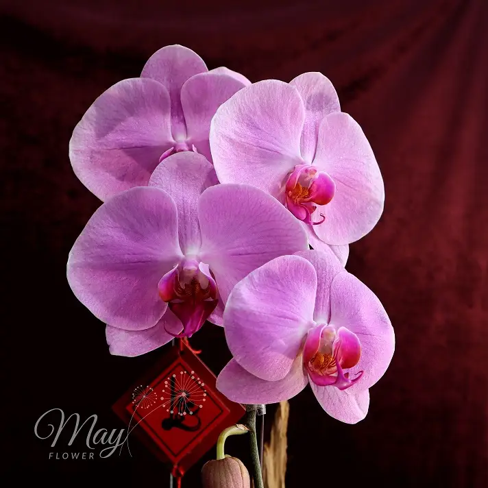 an-nhien-khai-phuc-2