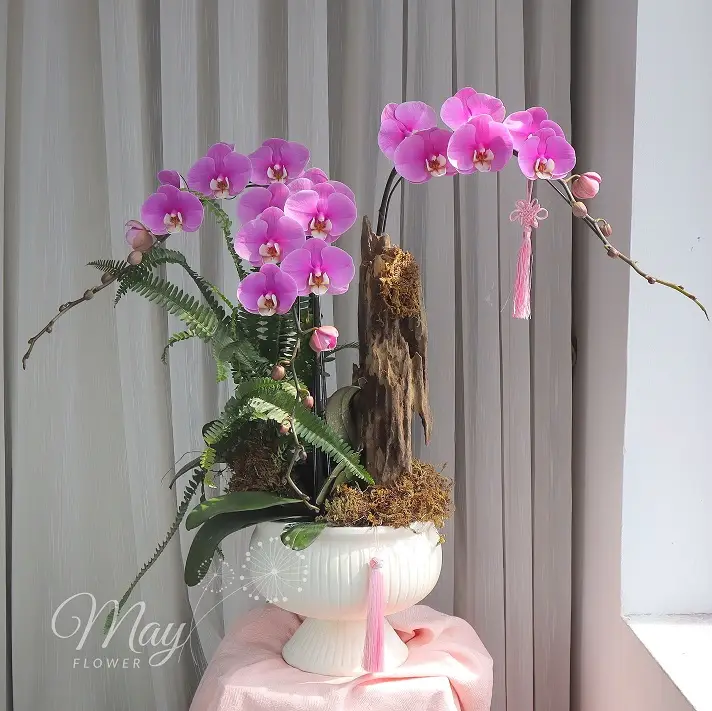 hong-lan-vuong-cac-1