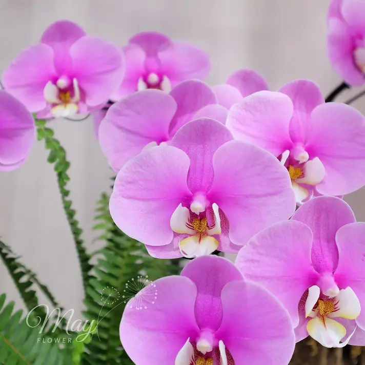 hong-lan-vuong-cat-2