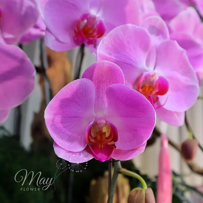 vuong-lan-cat-khanh-2