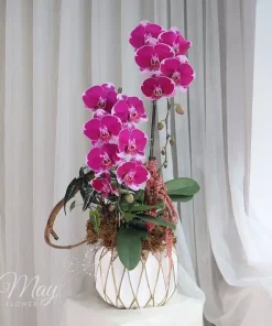 hong-diem-thinh-vuong